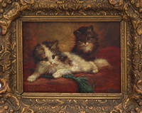 Playful kittens