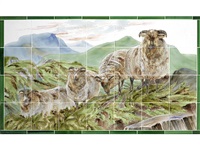 Welsh Mountain Sheep