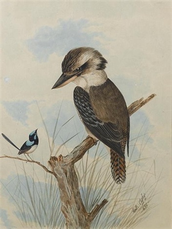 a female laughing kookaburra dacelo novaeguineae with a male