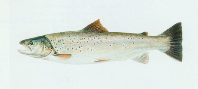 Atlantic sea trout Clearance