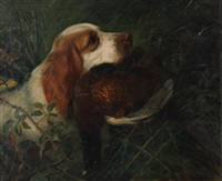 Spaniel retrieving a pheasant