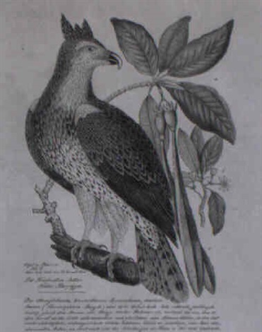 a south american harpy eagle perched on an exotic plant by aloys