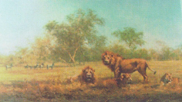 a pride of lions