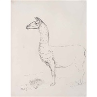 Llama, 1958