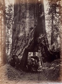 Wawona, Mariposa Grove San Francisco, c. 1890, 1890 Wawona, Mariposa Grove San Francisco, c. 1890, 1890