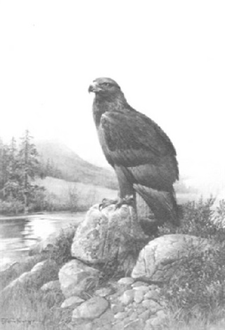 golden eagle perched by