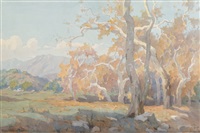 Yellow sycamore trees