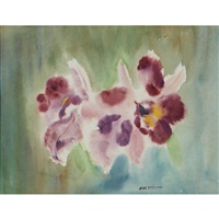 Orchids