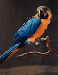 Young blue and gold macaw, 1998