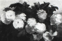 Hydrangeas