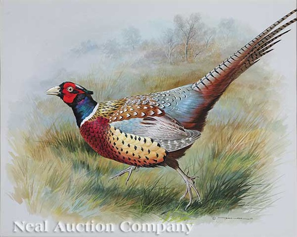 Chinese ring-necked pheasant by Basil Ede on artnet