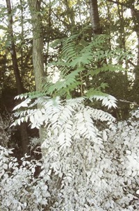 Überschwemmung in der Lobau, 2002