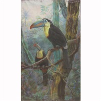 Toucans