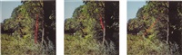 Red leaf line in wind, 1994