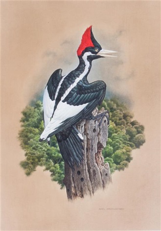 VÃ½sledok vyhÄ¾adÃ¡vania obrÃ¡zkov pre dopyt ivory-billed woodpecker