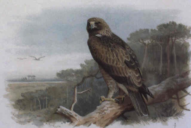 a golden eagle perched in an scots pine by archibald thorburn on artnet