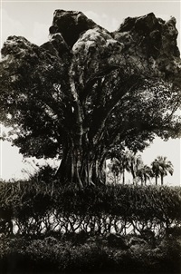 Rock Tree, 1969