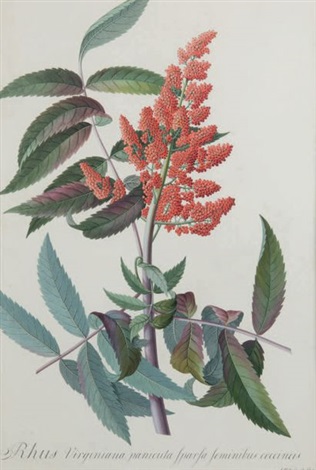 Rhus Virginiana Panicula Sparsa Feminibus Coccineis By Georg Dionysius Ehret On Artnet