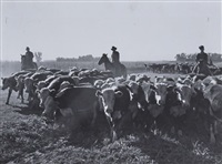 Cowboys et troupeau de vache, dawson..., 1938 Cowboys et troupeau de vache, dawson..., 1938