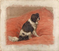 King Charles Spaniel