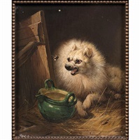 SPITZ NAIN ET BOURDON
