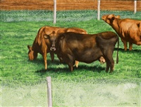 Cows in a meadow