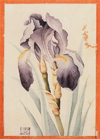 A purple iris