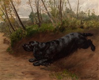 A Close Call (Field Spaniel)