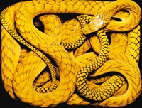 Dendroaspis Viridis II, 2004