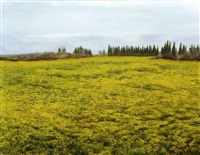 Yellow fields