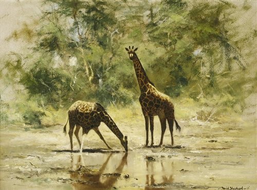 shepherd watering giraffes