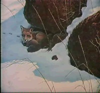 IN THE SHADOWS - RED FOX