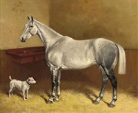 A dappled grey and a terrier in a stable