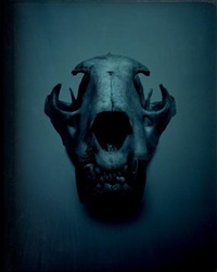 Panther (from Museum national d'histoire..., 1999