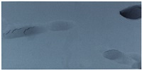 IMPRESSION (TAIL), 2012