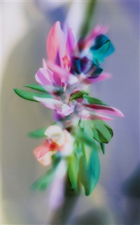 FLOWER, 2006
