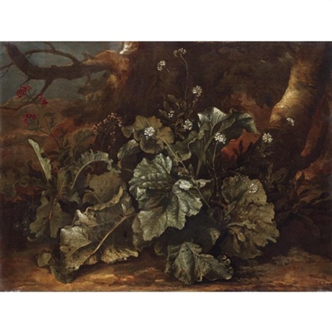 Still Life Of Plants On A Forest Floor By Niccolino Van Houbraken