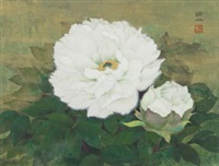 Peonies