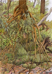 Ravine aux Nouragues