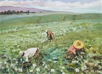 Algodâo (Cotton)