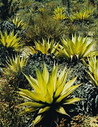 Agaves, Road to Bahia de Los Angeles *..., 1966