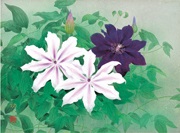 涼花