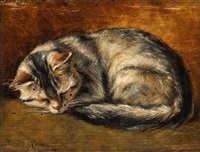 Sleeping kitten