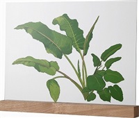 Frame: 105 Round- leaved dock, 2022