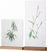 1. Frame: 339 Lepisorus thunbergianus/2...., 2022 1. Frame: 339 Lepisorus thunbergianus/2...., 2022