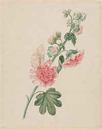 Roséfarbene Stockrose, 1872
