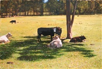 Resting Cows by the Tree
