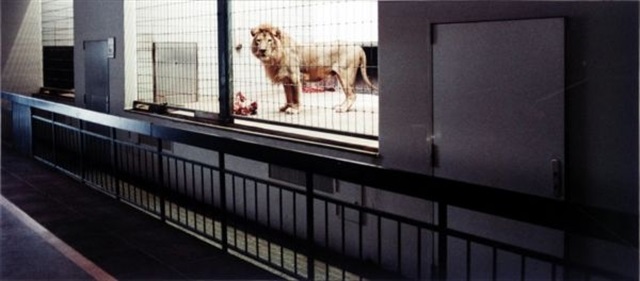 Zoologischer Garten Hannover V By Candida Hofer On Artnet