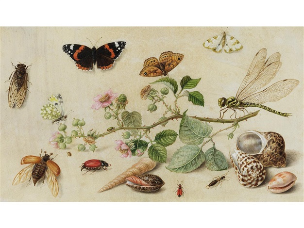 Blutenzweig Mit Insekten Und Meeresschnecken By Jan Van Kessel The Elder On Artnet