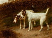 Wire Fox Terriers, 1899